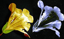 Bilder av en Mimulus-blomma i synligt ljus (vänster) och ultraviolett ljus (höger) som visar en mörk nektarguide som är synlig för bin men inte för människor.  
