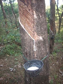 Latexul este colectat dintr-un arbore de cauciuc  