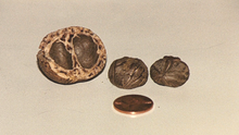 The Mongongo nut, nutritious and abundant in the territory of the San