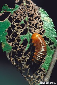 Ulmus americana, Amerikan karaağacı üzerinde Monocesta coryli larvası