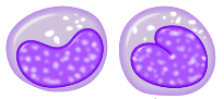 Μονοκύτταρα