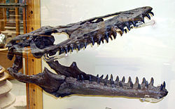 De indrukwekkende schedel van een mosasaurus, een reusachtig zeereptiel van het Krijt.