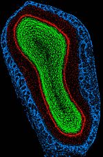 Obrázek jader hlavních buněk čichového bulbu myši. Měřítko shora dolů je asi 2 mm