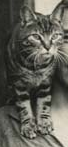 Mrs. Chippy, un gatto soriano maschio a strisce di tigre