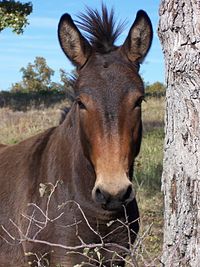 Příklad reprodukční izolace. Mula je potomkem koně a osla. Až na velmi vzácné případy jsou sterilní.