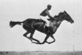 This animation is created by a sequence of images of a galloping racehorse. The source for the individual images is a serial photograph by Eadweard Muybridge.
