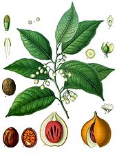 La noix de muscade est originaire des îles Banda en Indonésie. Elle est si précieuse que les puissances coloniales européennes ont été attirées par l'Indonésie.