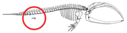 Nogle moderne hvaler har spor af deres forfædre, der levede på land. Skelettet af en grønlandshval viser dens bagkrops- og bækkenknoglestruktur (indcirklet med rødt). Denne knoglestruktur forbliver i kroppen hele livet igennem: det er en rudimentær struktur.  