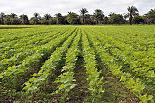 Uprawy soi: większość soi stosowanej w USA jest modyfikowana genetycznie.