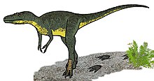 Live reconstruction of Nanotyrannus. Remarkable is the body structure, which is clearly narrower than in adult Tyrannosaurus.