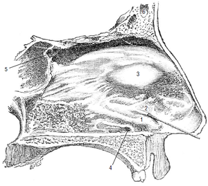 In humans, the Jacobson's organ is found as a rudiment. Illustration of a nasal cavity (sagittal section) - 1: Paraseptal cartilage, (Cartilago paraseptalis); 2: Opening to Jacobson's organ into which a probe has been advanced; 3: Tuberculum septi nasi; 4: Ductus nasopalatinus; 5: Mouth of sphenoid sinus; 6: Frontal sinus.
