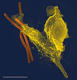 Een foto met een rasterelektronenmicroscoop van een enkele neutrofiel (in geel) die enkele antraxbacteriën (in oranje) opslokt.  