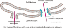 核エンベロープ構造の詳細   