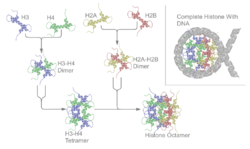 Ensamblaje de las histonas en un nucleosoma