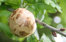 La cistifellea di quercia o di melo o di quercia è una grande cistifellea rotonda che si trova comunemente sulle specie di quercia, di 2-5 cm di diametro. Sono causate da sostanze chimiche iniettate dalla larva di alcuni tipi di vespe biliari della famiglia Cynipidae