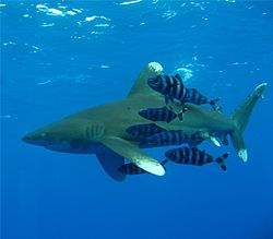 Un requin océanique à pointe blanche nageant avec un petit banc de poissons-pilotes