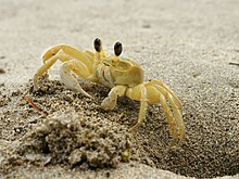 West Atlantic horseshoe crab (Ocypode quadrata)
