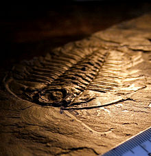 Uma trilobita fossilizada. Este espécime de Olenoides serratus, do xisto Burgess, preserva 'partes moles' - as antenas e as pernas.