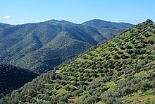 Olive groves in the mountains of Andalusia