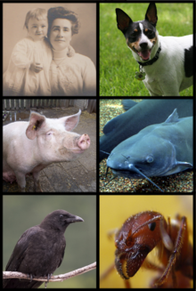 Příklady všežravců. Zleva doprava: lidé, psi, prasata, sumci, vrány, mravenci.
