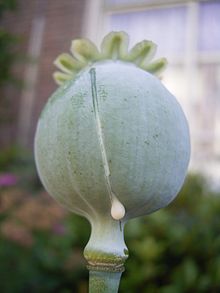 La cosse de pavot écorchée avec le "lait". Elle est utilisée pour fabriquer de l'opium.