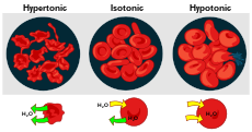 Влияние на различни разтвори върху кръвните клетки  