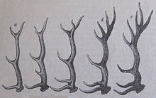 Different growth stages of antlers