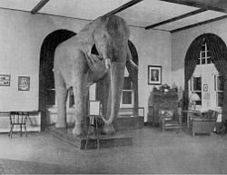 Jumbo di Universitas Tufts sekitar tahun 1900
