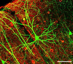 Microscopic image of the cerebral cortex of a mouse. The pyramidal cell with a large dendritic tree in the center of the image expresses green fluorescent protein. GABA-producing interneurons can be seen in red. (Length of the scale at the bottom right: 100 µm)