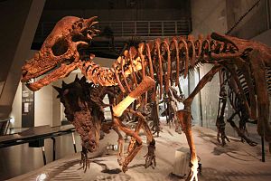 Skelet van Pachycephalosaurus
