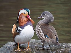 Paar mandarijneenden. Een goed voorbeeld van een algemene regel: mannelijke vogels zijn de pronkvogels, vrouwtjes zijn slonzig.  