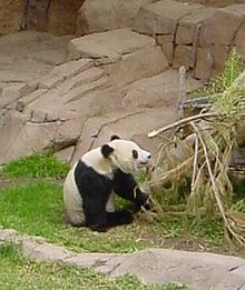 Hua Mei, de baby panda geboren in de San Diego Zoo in 1999