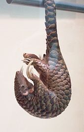 Dissected Chinese pangolin (Manis pentadactyla): The large digging claws of the front feet and the muscular tail, which can carry the weight of the animal, can be seen.