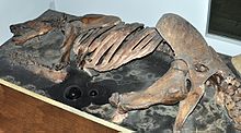 Remains of the body skeleton of Paramylodon