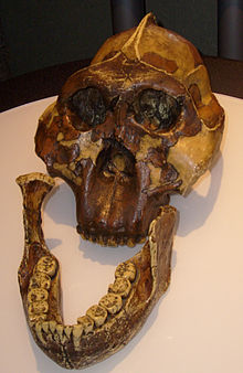 Kopia av den skalle som hittades av Mary Leakey. Lägg märke till den sagittala kammen ovanpå skallen, den robusta underkäken (dentary) med sina kraftiga kindtänder. Liksom gorillan var detta djur en växtätare. Käkens form liknar en parabola; hos gorillor är den mer platt framtill. Käkens form och hörntänderna (som inte sticker ut) är människoliknande egenskaper.  