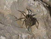 Dark wolf spider with young