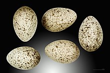 Яйца от Passer domesticus domesticus  
