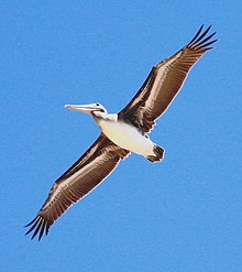 Een vliegende pelikaan beweegt gestaag genoeg om met een verrekijker te kunnen worden gevolgd  