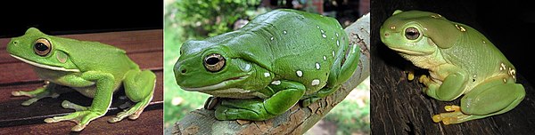 Дървесната жаба с бели устни (вляво) има бели ивици по челюстта. Зелената дървесна жаба (в средата). Великолепната дървесна жаба (вдясно) има големи паротоидни жлези, които се намират над тъпанчето  