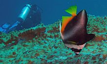 Phantom bannerfish (Heniochus pleurotaenia), Similani saared, Tai