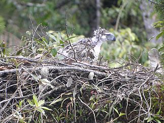 Una joven águila filipina en su nido