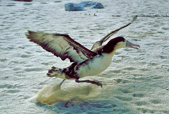 Satu-satunya waktu albatros mengepakkan sayapnya saat terbang adalah ketika mereka lepas landas.