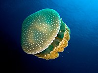 Медуза с бели петна  