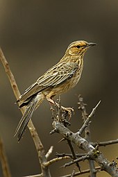 Pale-breasted Lark