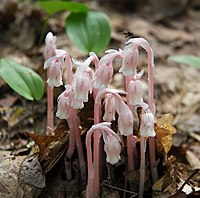Monotropa uniflora , kukkiva kasvi, joka loistaa tiettyjä sieniä.  