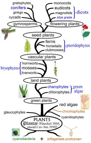 Fylogenetische plantenboom, die de grote klanken en de traditionele groepen laat zien. De monofyletische groepen zijn in het zwart en de parafyletische groepen in het blauw. Diagram volgens symbiogenetische oorsprong van plantencellen, en fylogenie van algen, bryofyten, vasculaire planten, en bloeiende planten.
