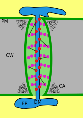 一次形質膜の構造。CW=細胞壁 CA=カロース PM=細胞膜 ER=小胞体 DM=脱重合体 赤丸=アクチン 紫丸とスポーク=その他未同定タンパク質。