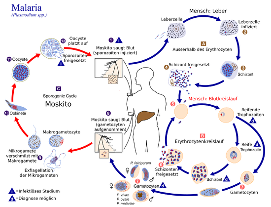 Life cycle of plasmodia
