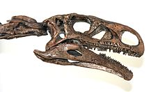 Skull cast of P. engelhardti in the Royal Ontario Museum