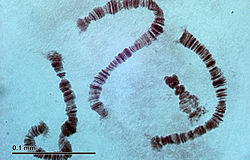 Chromosomen van niet-bijtende muggenlarven, geprepareerd en gekleurd